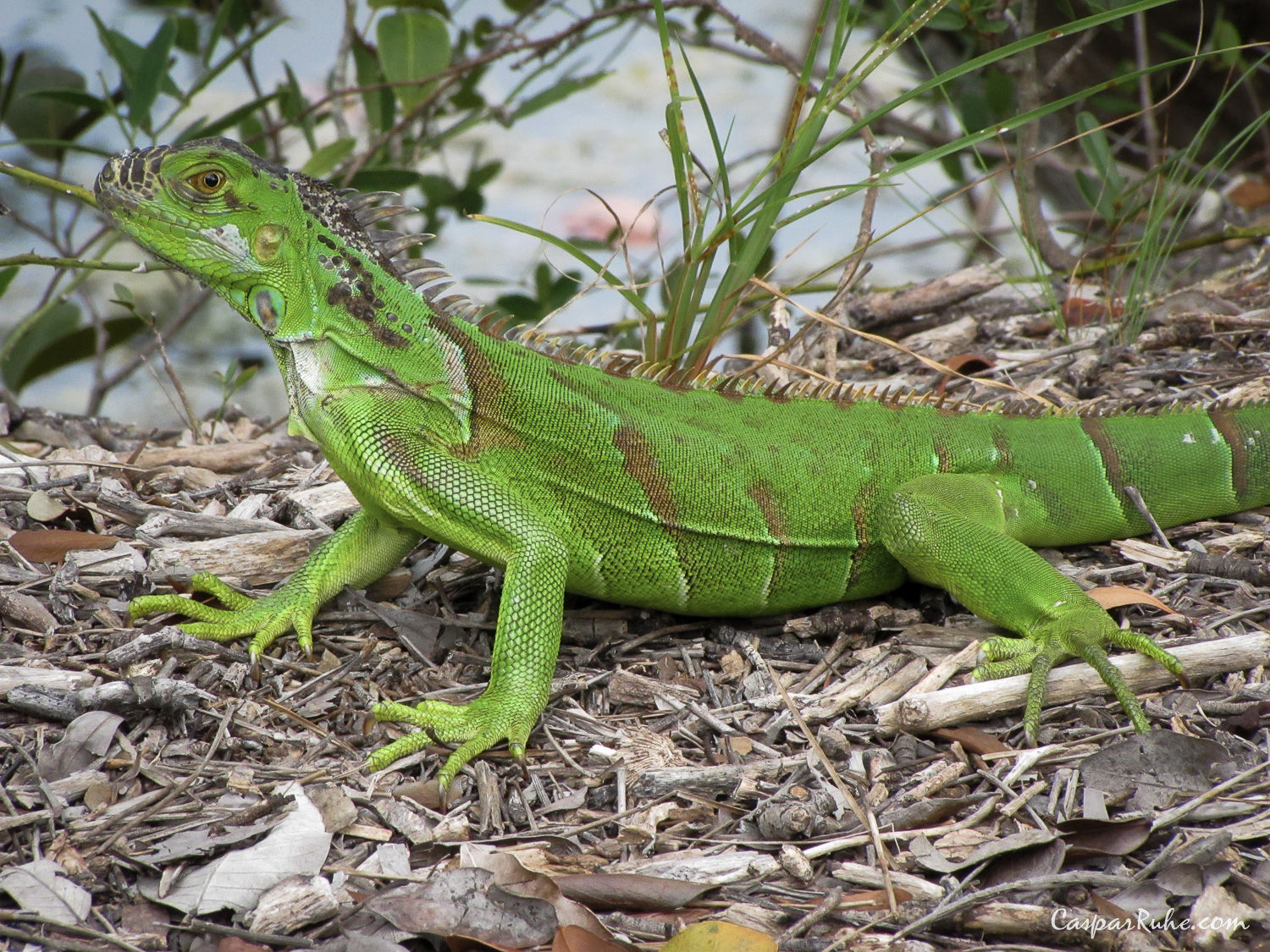 Green Iguana